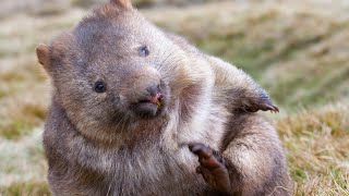 THE MOST COWARDLY AND CUTE ANIMAL IN THE WORLD IS THE WOMBAT. #animal #wombat #world #interesting