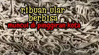 Fenomena alam ribuan ular muncul tiba tiba