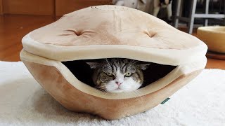 大きなどら焼きとねこ。-Very Big Dorayaki and Cats.-