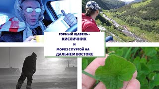 261.Съедобные дикоросы + МОРОЗ и ПУРГА на Дальнем Востоке.