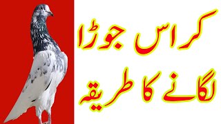 Joda lagane Ka Tariqa|Ustad Imran Bakarmandi waly |How to pair up pigeon| |Informative Video|