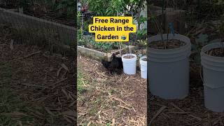 Backyard chicken problems 😄 #backyardgardening #backyardchickens #growyourownfood #garden