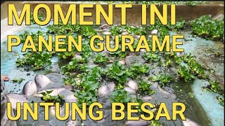 CARA BUDIDAYA IKAN GURAME DI KOLAM BETON - LANGKAH 6 IKAN GURAME DI KOLAM BETON SIAP PANEN