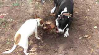 My dog helping me get the roots from an old plant up