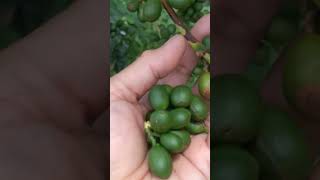 PICKING OF COFFEE BEANS #shortsviral #shorts #satisfying