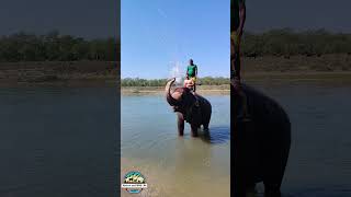 Elephant Bathing #nature #wildlife #viral #elephant #bathing #shortvideo #shorts #short #shortsbeta