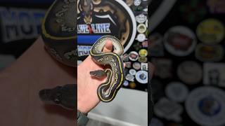 BLACKHEAD MOJAVE DH CLOWN PIED!!