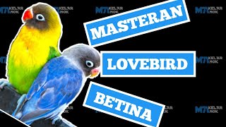 MASTERAN & PANCINGAN LOVEBIRD BETINA NGEKEK PANJANG