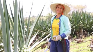 Documentário ouro verde , o sisal nosso de cada dia