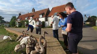 Feeding Baby Swans on the Norfolk Broads