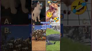 Funny Animal Videos 2022 - Funniest Cute Cats And Dogs Video #cat #shorts #animals #trending #tiktok