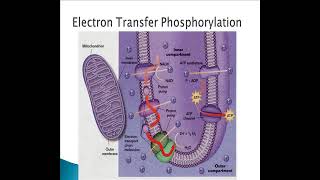 Cellular Respiration