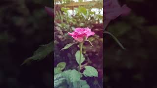 Rim jhim... Rain with rose #shotrs #shortvideo #viralshorts #rainyday #status #lovestatus #music