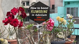 How to boost flowering in Adenium after dormancy || Adenium Tips and Tricks