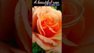 A Beautiful Rose for a Beautiful Heart #flowers #gardening #viralvideo #shot #shots #naturefarm