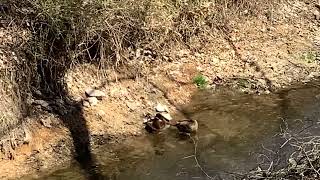 Ducks Bathing