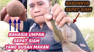 Mancing Sepat Siam Dengan Umpan Jitu Langsung Joss