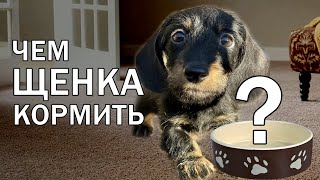 Как кормить щенка  | Такса миниатюрная жесткошерстная