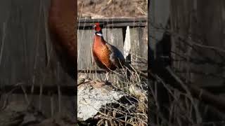 Pheasant speaking 🗣️#pheasants #naturelovers #wildlife #roosters #waterfowl #nature 4-24-24