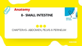 Small Intestine | CHAPTER#3- ABDOMEN, PELVIS & PERINEUM