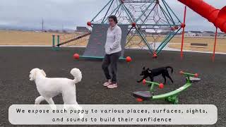 Cali's Puppy Head Start™ Board & Train | Boise Dog Training