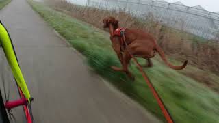 Kickbiking/Bikejoring with @tibor_thevizsla