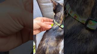 Collars For Our Cats