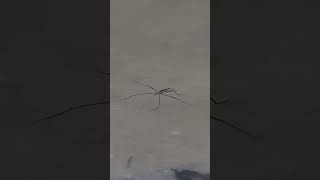 WildLife 23 #shorts Huge black Water strider floating on water