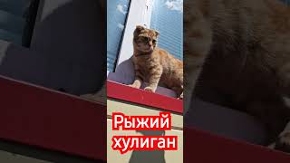 Трудолюбивый  котёнок #животные #cat #кот #котик