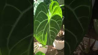 From the regal Anthurium regale to the rippled elegance of Philodendron plowmanii🌿 #philodendron