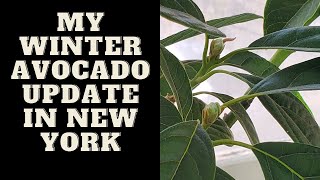 Avocado Tree Blooming December 2021 in Buffalo New York Part 1