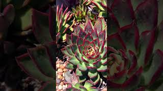 Beauty of Echeveria Lipstick Succulent