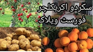 SKARDU BALTISTAN AGRICULTURE FOREST VLOG | POTATO RESEARCH LAB |SKARDU CITY LOCAL VEGETABLE FARMING