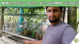 കാട വളർത്തി എട്ടുനിലയിൽ പൊട്ടിയ കഥ 😰|quail farming |Kada valarthal