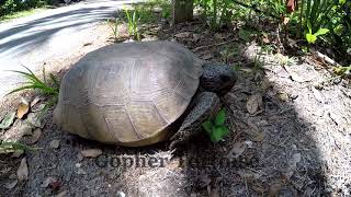 Exploring Wekiwa Springs and Kelly Park, Orlando, Florida.