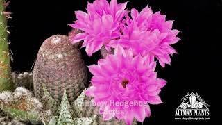 Rainbow Hedgehog Cactus Flower Time Lapse