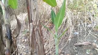 Pohon Pisang Yang Harus Dibersihkan