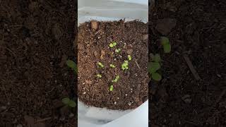 Lettuce seedlings #letters