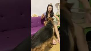 dog-raising funGerman Shepherd