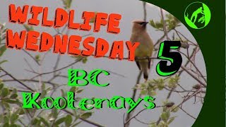 Wildlife Wednesday Collaboration Week 5 - Wildlife in our area!