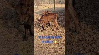 Weaning Bottle Baby Calves and they're NOT HAPPY! 😱 #homestead #farmlife #cow