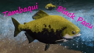 Black Pacu by Buffzoo, Leaf and Fishing Planet - Planet Zoo Mod