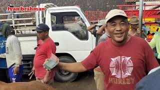 harga pedet betina terbaru pasar Kabuh Jombang Jatim 19 Desember 2021