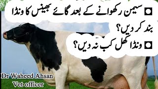 Cow Buffalo ko kab wanda na dain?