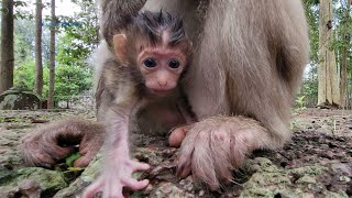 The world's smallest baby monkey, extremely cutest - baby monkey Rainbow🐒💗🥰😍👍💓