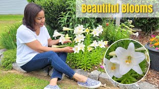 Easter Lilies in Full Bloom | Get an Abundance of Blooms | Garden Tour 1.4