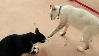 So funny cats compilation 2022 #funny #cat #cute #cats #trending  #kitten #short #pets #dog