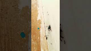 Enthiran robots army Ant's #ants #robot #enthiran #comedy #animals #animation #viral #shorts