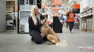 Akita German Shepherd Mix I Phoenix Dog Training I Board & Train Program I All-American K-9