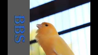 MOST POWERFUL CANARY MALES MATING CALL - LIVE